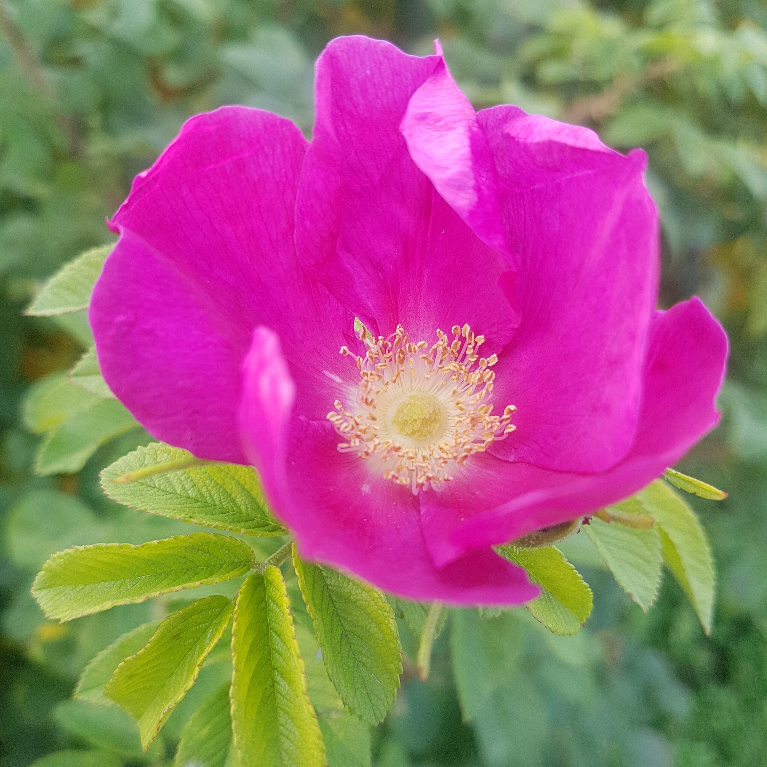 Syrop z płatków róży 0,5 l - obrazek 5