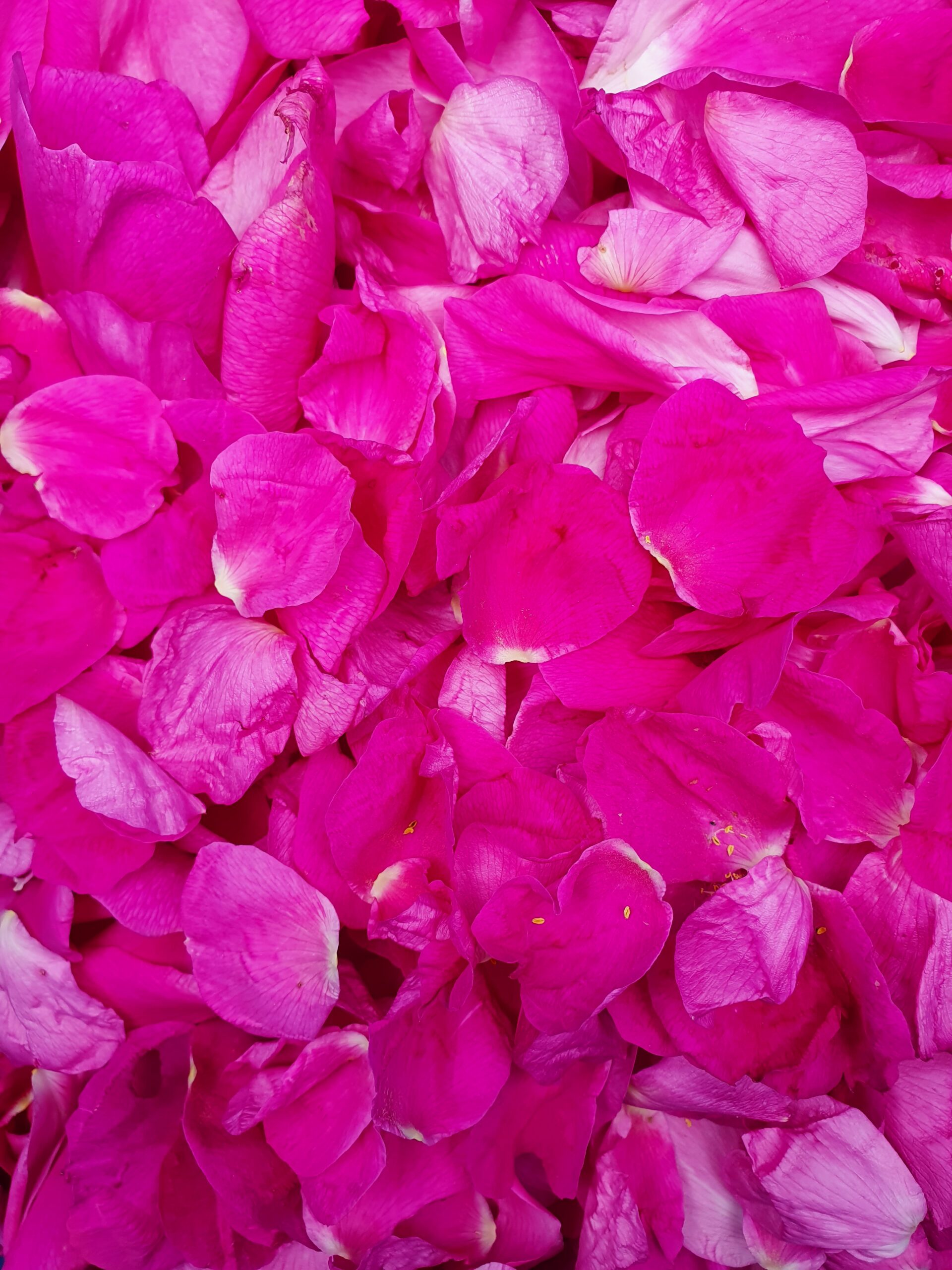 Syrop z płatków róży 0,5 l - obrazek 3