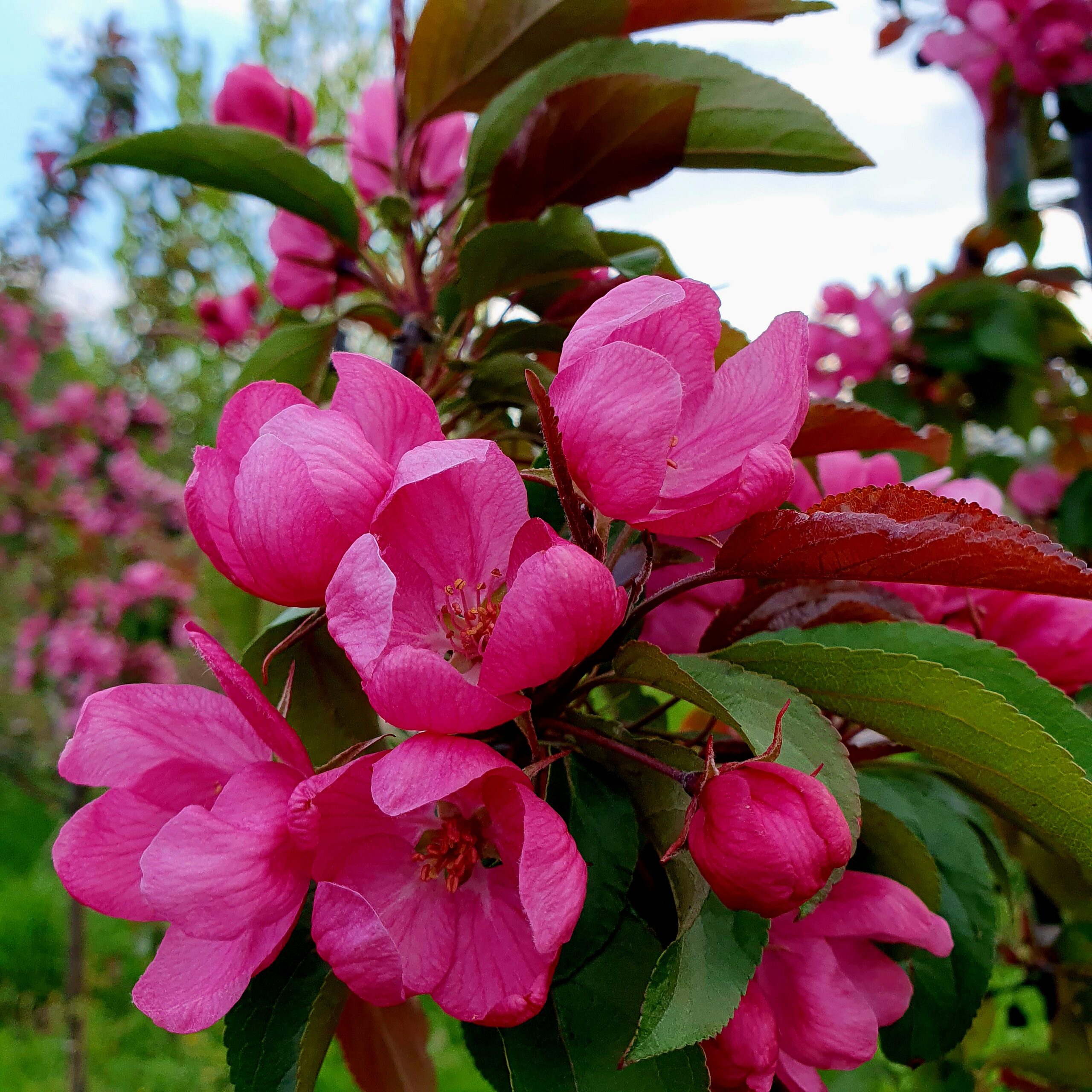 Syrop z rajskich jabłuszek z rumem i wanilią 0,5l - obrazek 3