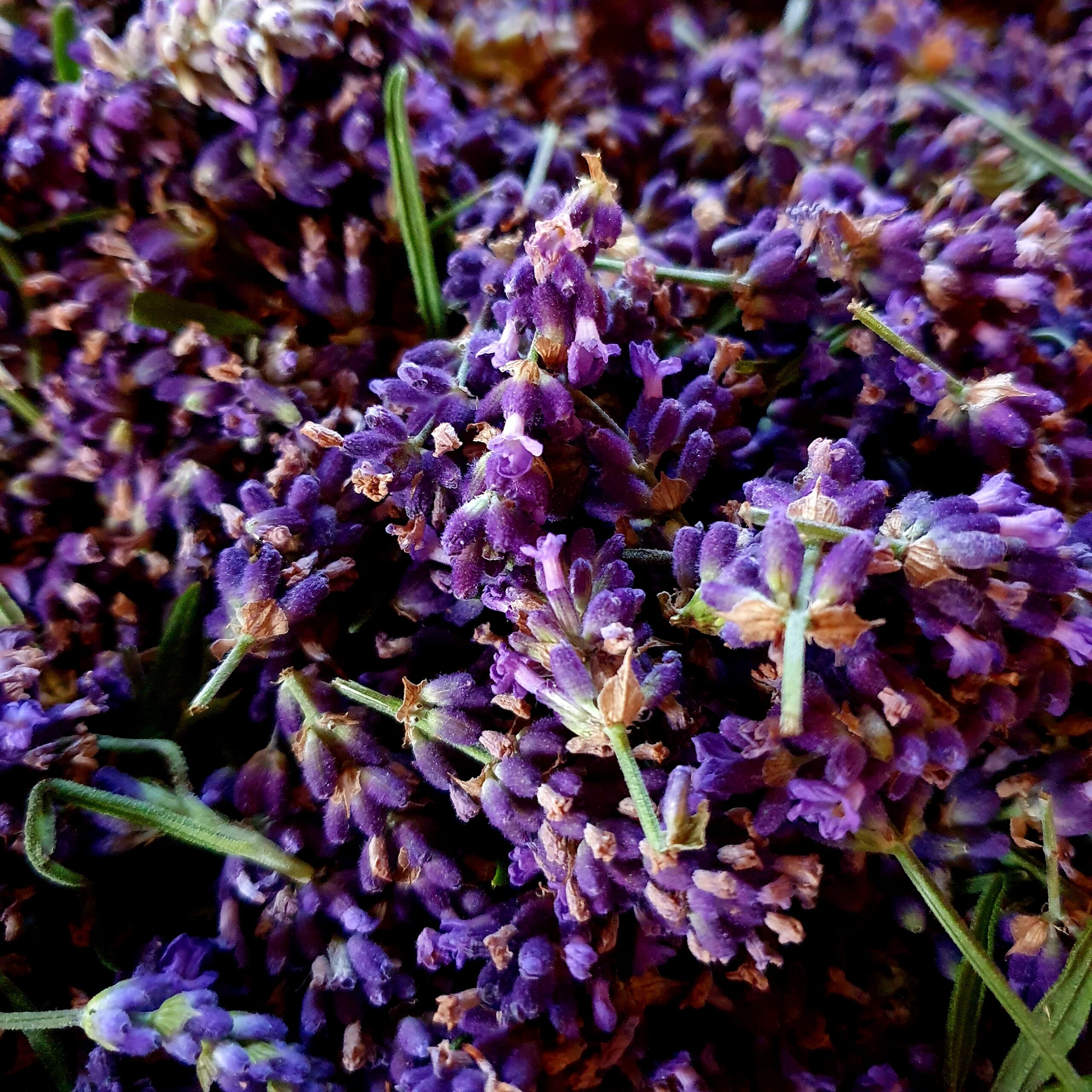 Syrop lawendowy 0,25l - obrazek 3