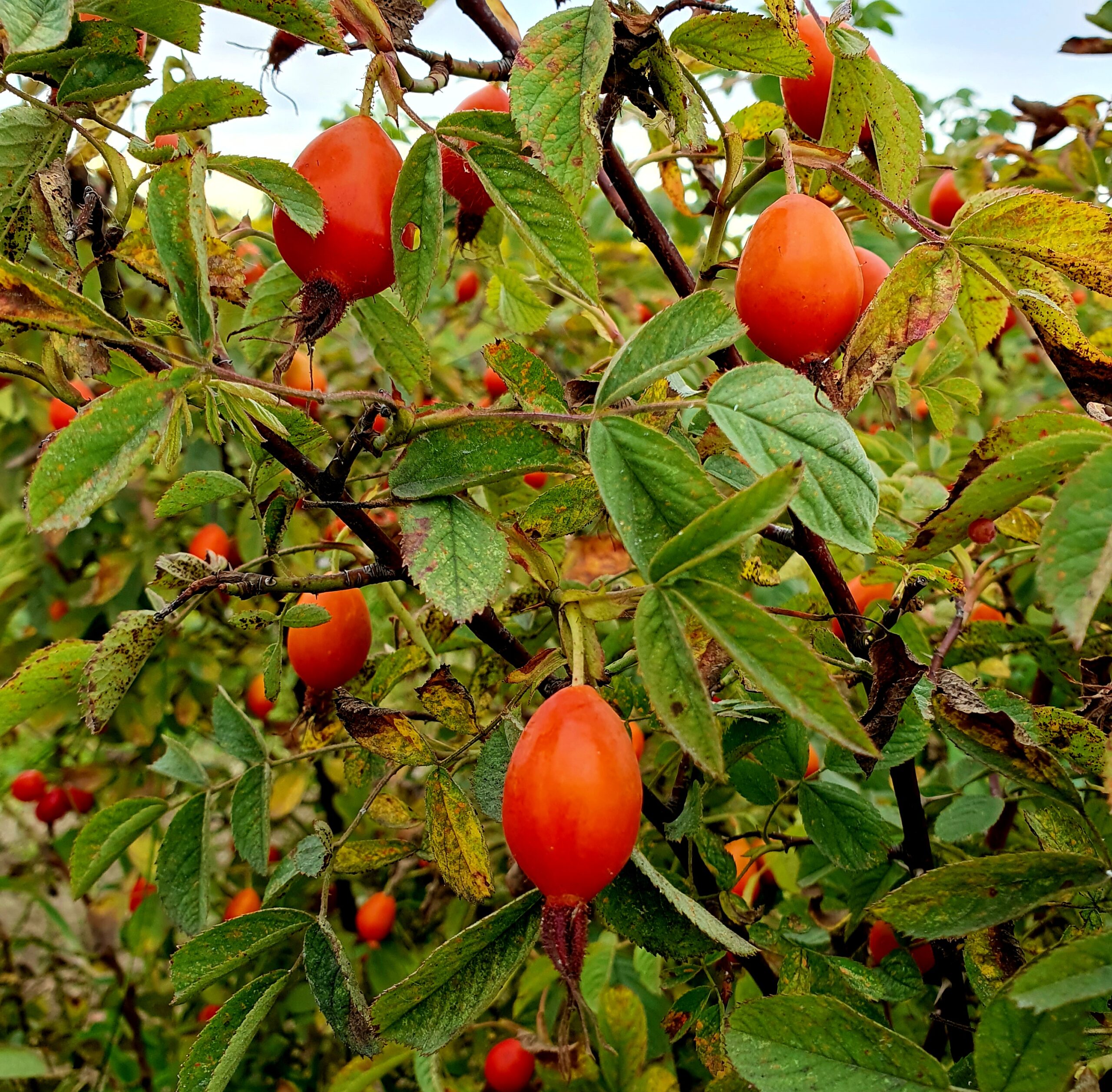 Sok z dzikiej róży z przyprawami korzennymi 0,5 l - obrazek 3