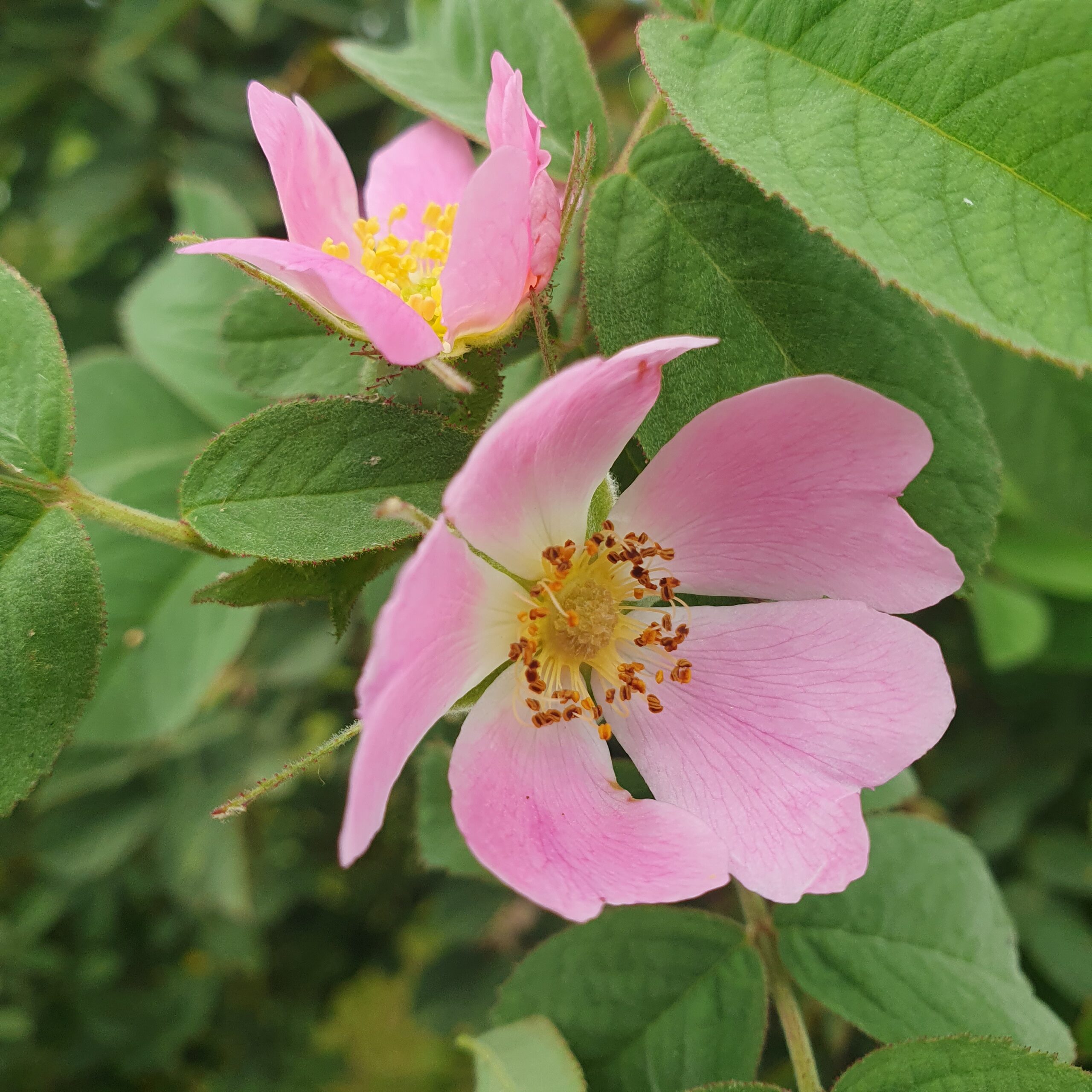 Sok z dzikiej róży z przyprawami korzennymi 0,5 l - obrazek 2