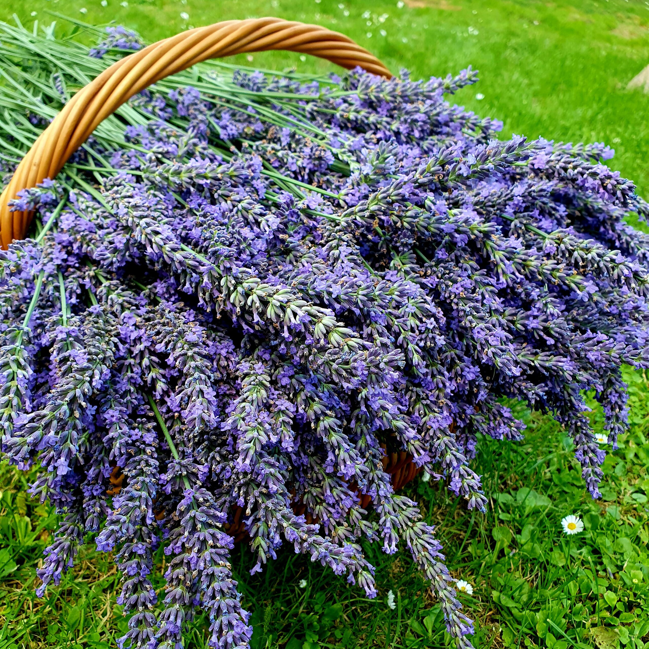 Syrop lawendowy 0,25l - obrazek 2