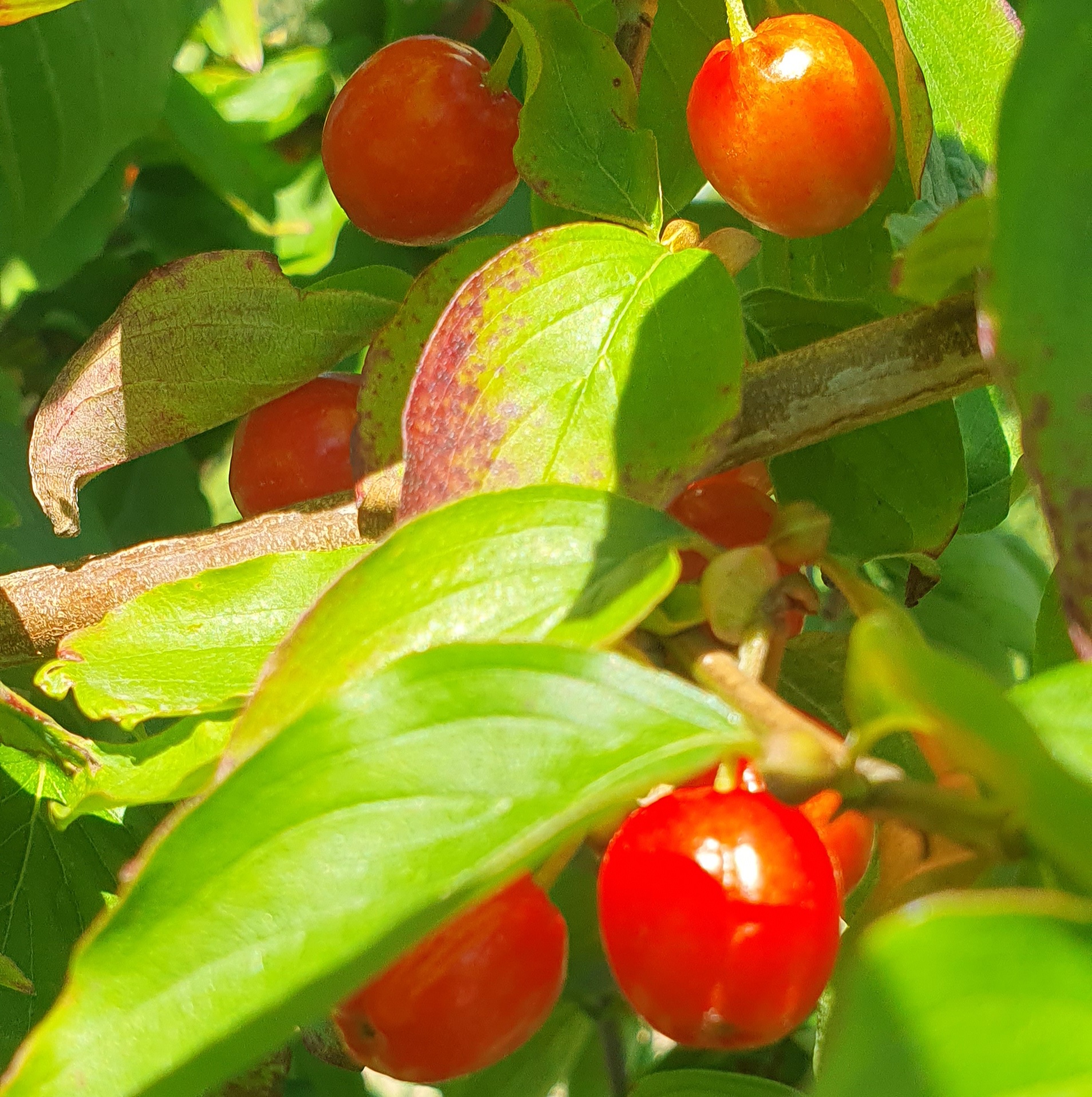 Syrop dereniowy 0,5l - obrazek 4