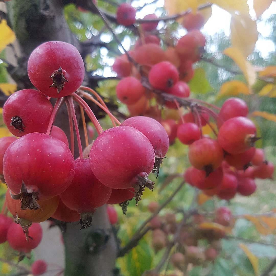Syrop z rajskich jabłuszek z rumem i wanilią 0,5l - obrazek 2