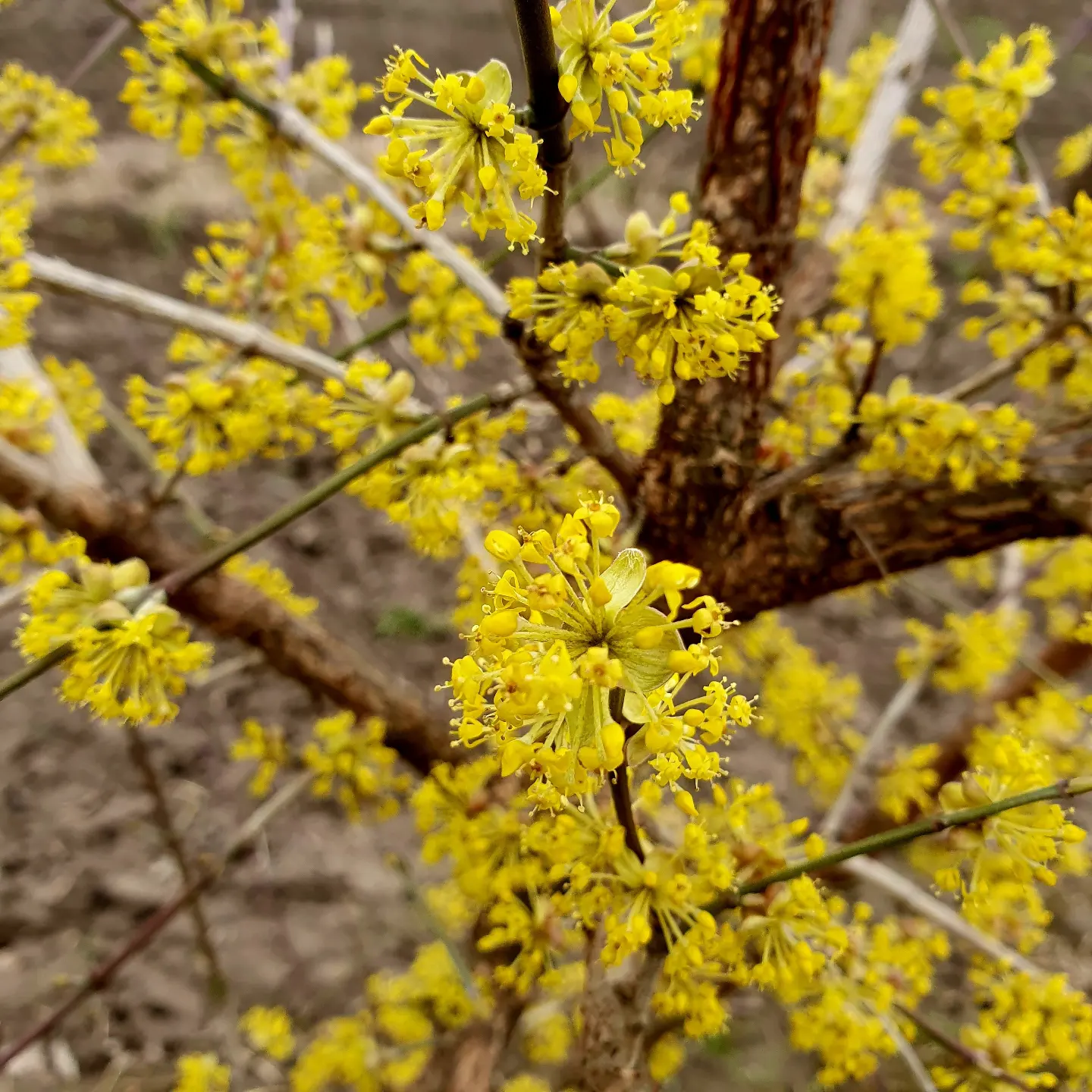 Syrop dereniowy 0,5l - obrazek 2