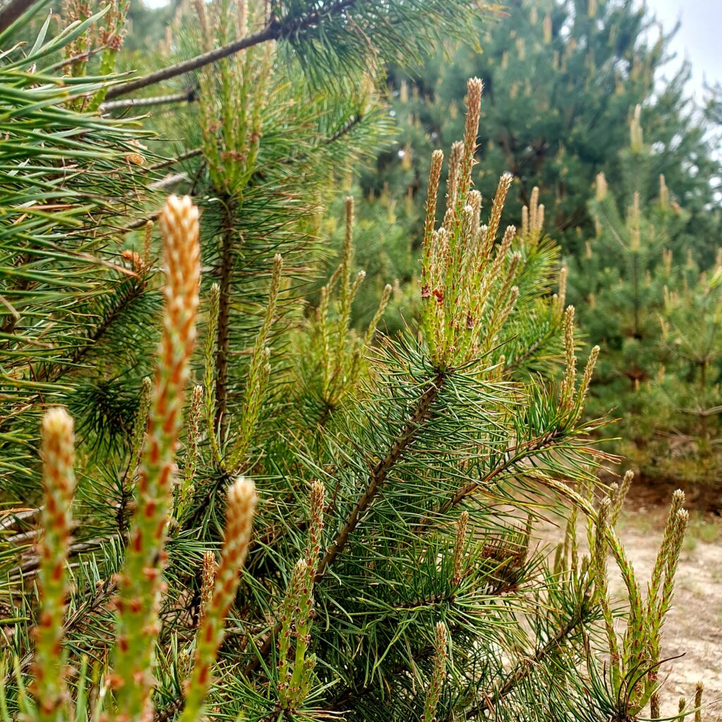 pędy sosny na syrop z pędów sosny - Z POLA I LASU