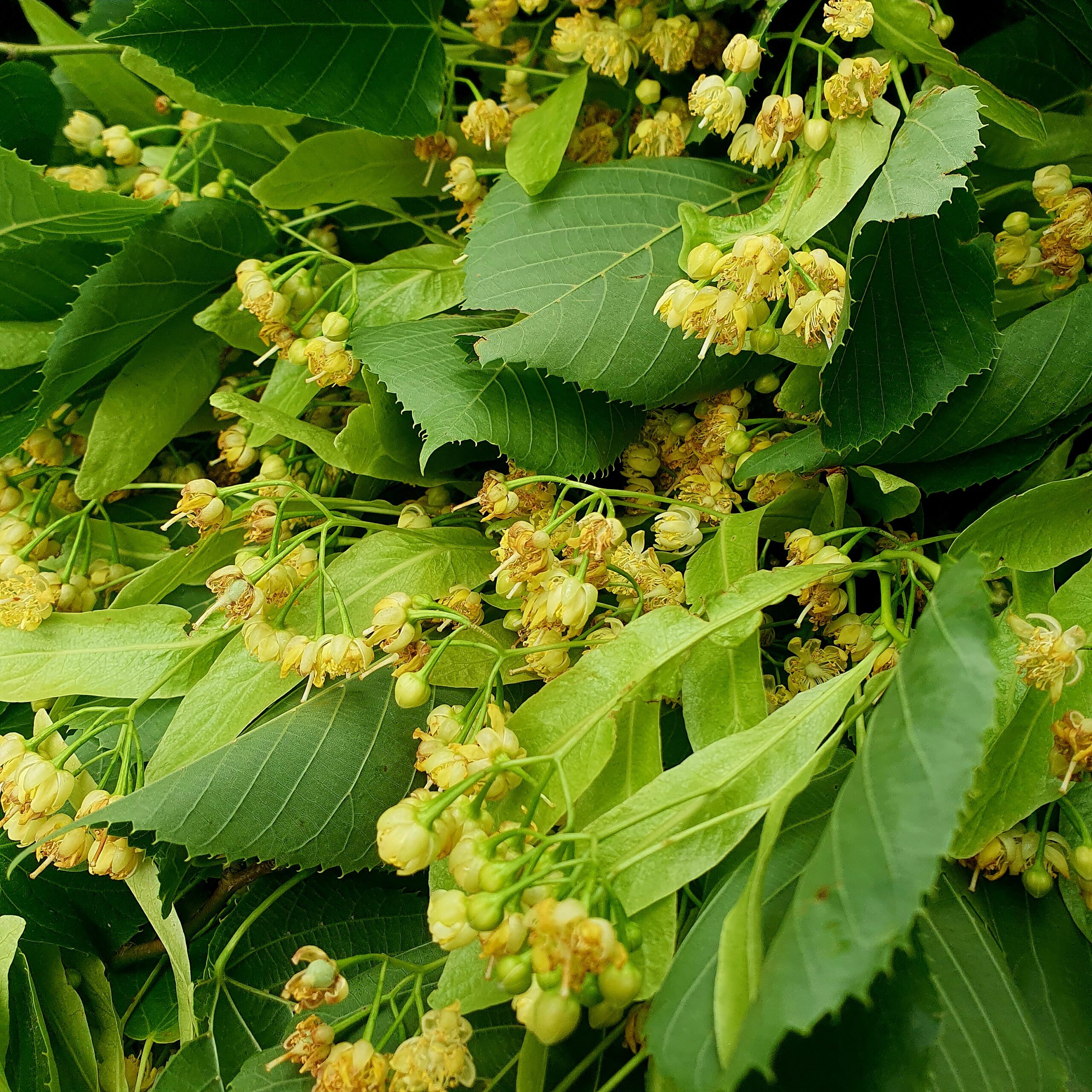 Syrop lipowy na miodzie 0,5 l - obrazek 3