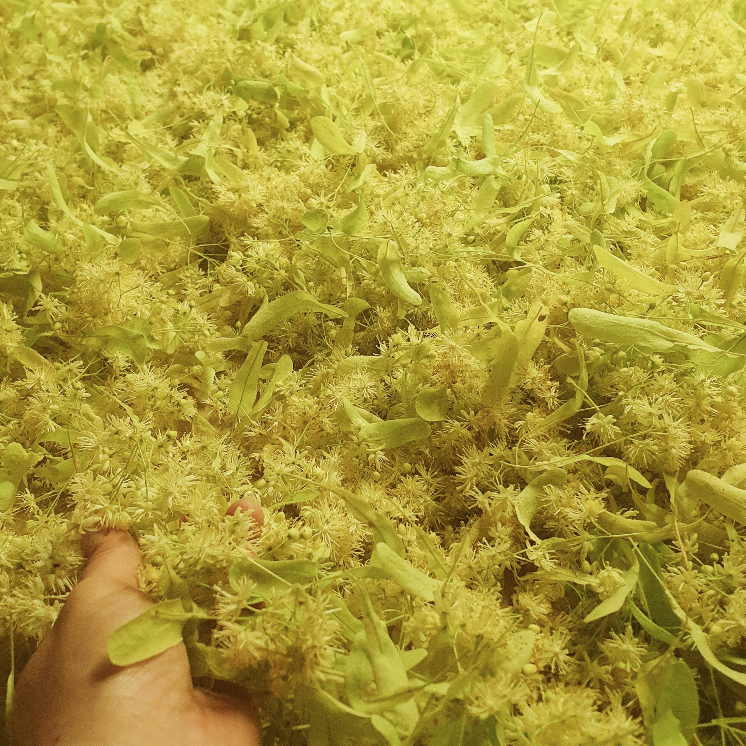 Syrop lipowy na miodzie 0,5 l - obrazek 2