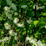 kwitnąca czeremcha - surowiec na syrop z kwiatów czeremchy
