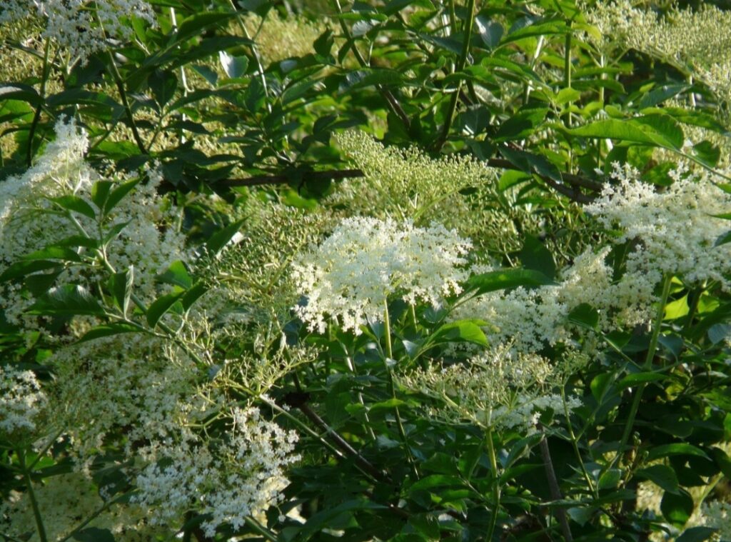 Sambucus nigra L. - Z POLA I LASU