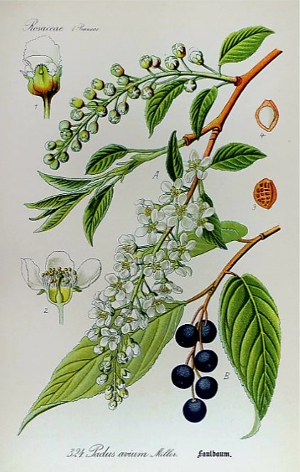 Czeremcha zwyczajna (Prunus padus). Za: Otto Wilhelm Thome, Flora von Deutschland, Osterreich und der Schweiz, Band 3, Gera 1905 (www.BioLib.ce).