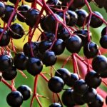 Syrop z owoców czarnego bzu - Z POLA I LASU. Syropy naturalne z historią