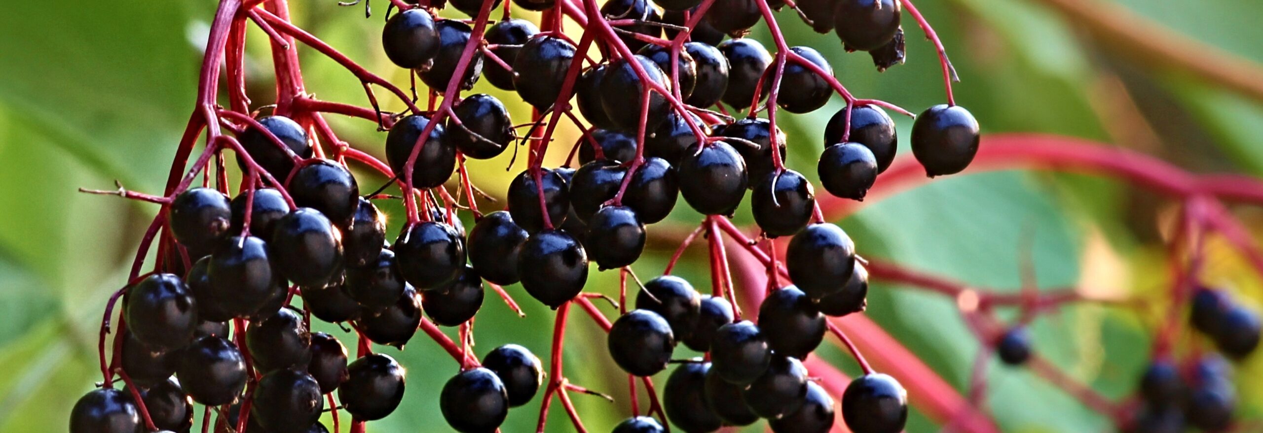 Syrop z owoców czarnego bzu - Z POLA I LASU. Syropy naturalne z historią