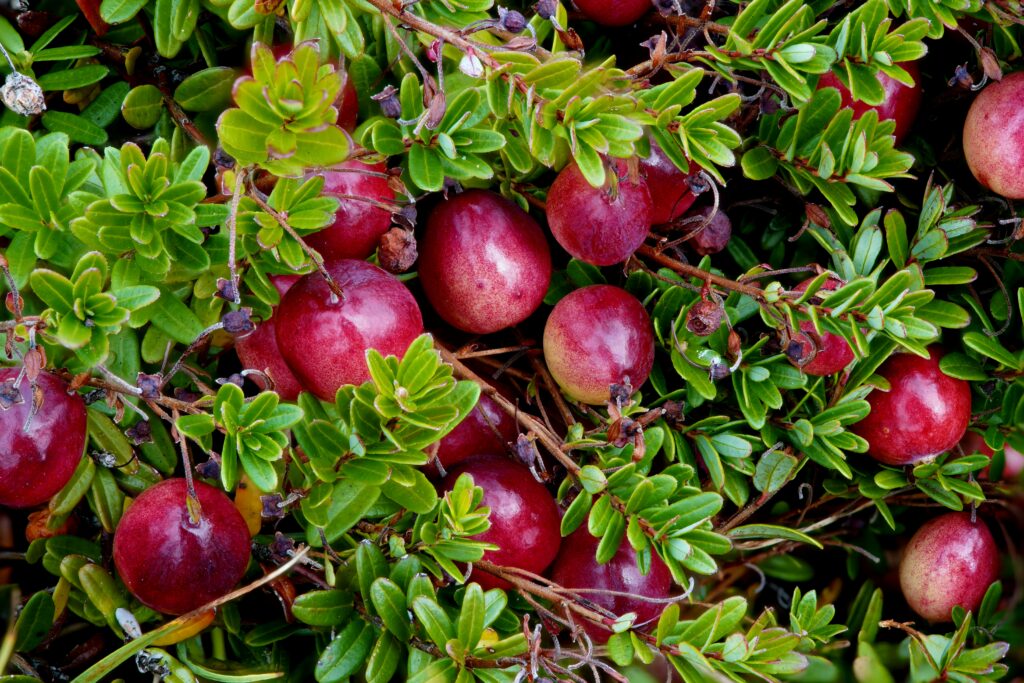 żurawina na przetwory Z POLA I LASU syropy naturalne z historią